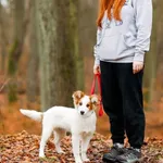 Pies do adopcji, Elbląg, 22 grudnia 2022