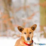 Pies do adopcji, Elbląg, 8 grudnia 2022