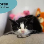 Kot do adopcji, Dąbrówka, 5 stycznia 2023