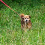 Pies do adopcji, Sosnowiec, 12 lipca 2022