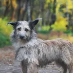 Pies do adopcji, Sosnowiec, 15 lipca 2022