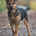 Pies do adopcji, Sosnowiec, 8 listopada 2022