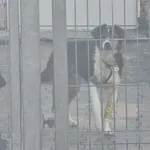 Znaleziono psa, Sosnowiec, 24 października 2022