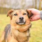 Pies do adopcji, Radom, 30 marca 2024