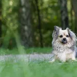 Pies do adopcji, Sosnowiec, 22 lipca 2022