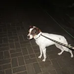 Znaleziono psa, Gdańsk, 9 stycznia 2023