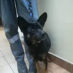 Pies do adopcji, Sosnowiec, 4 grudnia 2022