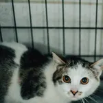Znaleziono kota, Sosnowiec, 9 stycznia 2023