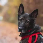 Pies do adopcji, Warszawa, 28 listopada 2021