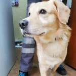 Znaleziono psa, Sosnowiec, 11 stycznia 2023