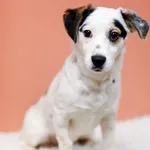 Pies do adopcji, Elbląg, 12 stycznia 2023