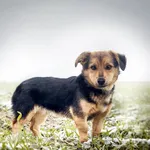 Pies do adopcji, Nowodwór, 13 stycznia 2023