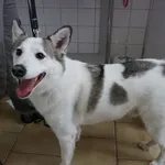 Pies do adopcji, Kraków, 31 grudnia 2022