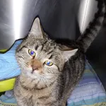 Kot do adopcji, Włocławek, 14 stycznia 2023