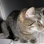 Kot do adopcji, Włocławek, 14 stycznia 2023