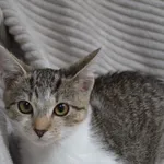 Kot do adopcji, Oświęcim, 15 stycznia 2023