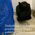 Znaleziono kota, Łódź, 20 sierpnia 2022
