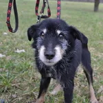 Pies do adopcji, Oświęcim, 15 stycznia 2023