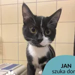 Kot do adopcji, Gdynia, 17 stycznia 2023