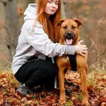 Pies do adopcji, Elbląg, 26 grudnia 2022