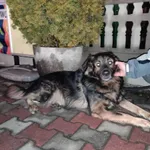 Pies do adopcji, Sosnowiec, 10 grudnia 2022