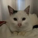 Kot do adopcji, Włocławek, 18 stycznia 2023