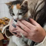 Znaleziono kota, Toruń, 13 stycznia 2023