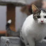 Kot do adopcji, Olsztyn, 11 września 2022