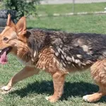 Pies do adopcji, Tatary, 6 września 2017