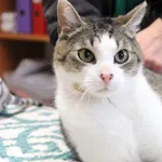 Kot do adopcji, Jelenia Góra, 10 stycznia 2023