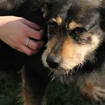 Pies do adopcji, Tatary, 23 listopada 2017