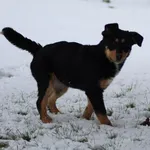 Pies do adopcji, Bełchatów, 23 grudnia 2023