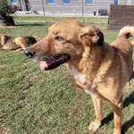 Pies do adopcji, Tatary, 12 stycznia 2016
