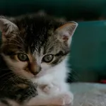 Kot do adopcji, Wałbrzych, 3 listopada 2022