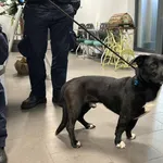 Znaleziono psa, Bydgoszcz, 24 grudnia 2022