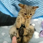 Kot do adopcji, Racławice, 19 stycznia 2023