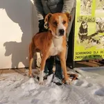 Pies do adopcji, Radom, 18 grudnia 2022