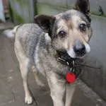 Pies do adopcji, Częstochowa, 3 grudnia 2022