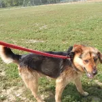 Pies do adopcji, Tatary, 24 czerwca 2015