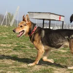 Pies do adopcji, Tatary, 31 grudnia 2015