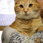 Kot do adopcji, Piła, 26 maja 2022