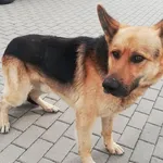 Pies do adopcji, Tatary, 7 października 2019