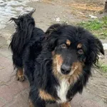 Pies do adopcji, Skałowo, 1 czerwca 2018