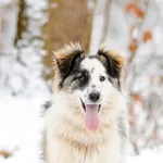 Pies do adopcji, Elbląg, 22 stycznia 2023