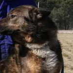 Pies do adopcji, Tatary, 22 marca 2018