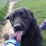 Pies do adopcji, Tatary, 21 marca 2019