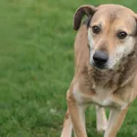 Pies do adopcji, Tatary, 26 listopada 2019