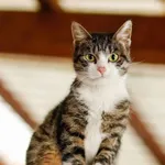 Kot do adopcji, Elbląg, 10 stycznia 2023