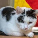 Kot do adopcji, Sopot, 26 stycznia 2023