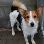 Pies do adopcji, Częstochowa, 15 grudnia 2022